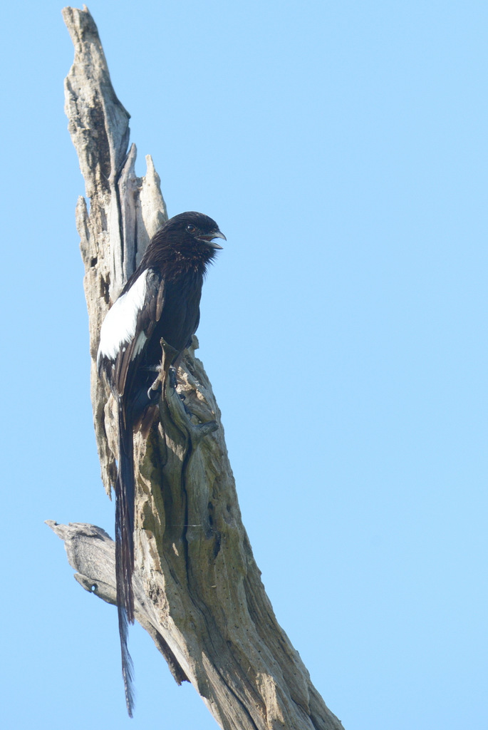 Corvinelle noir et blanc/Magpie Shrike (1)
