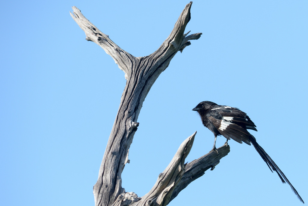 Corvinelle noir et blanc/Magpie Shrike (2)