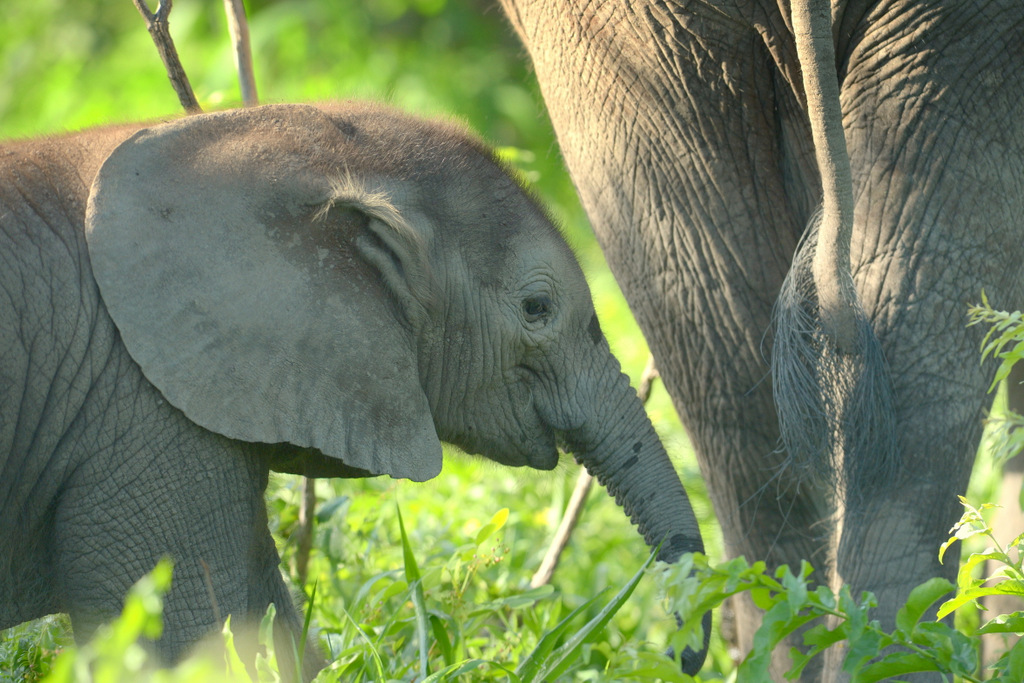 Eléphant (15)