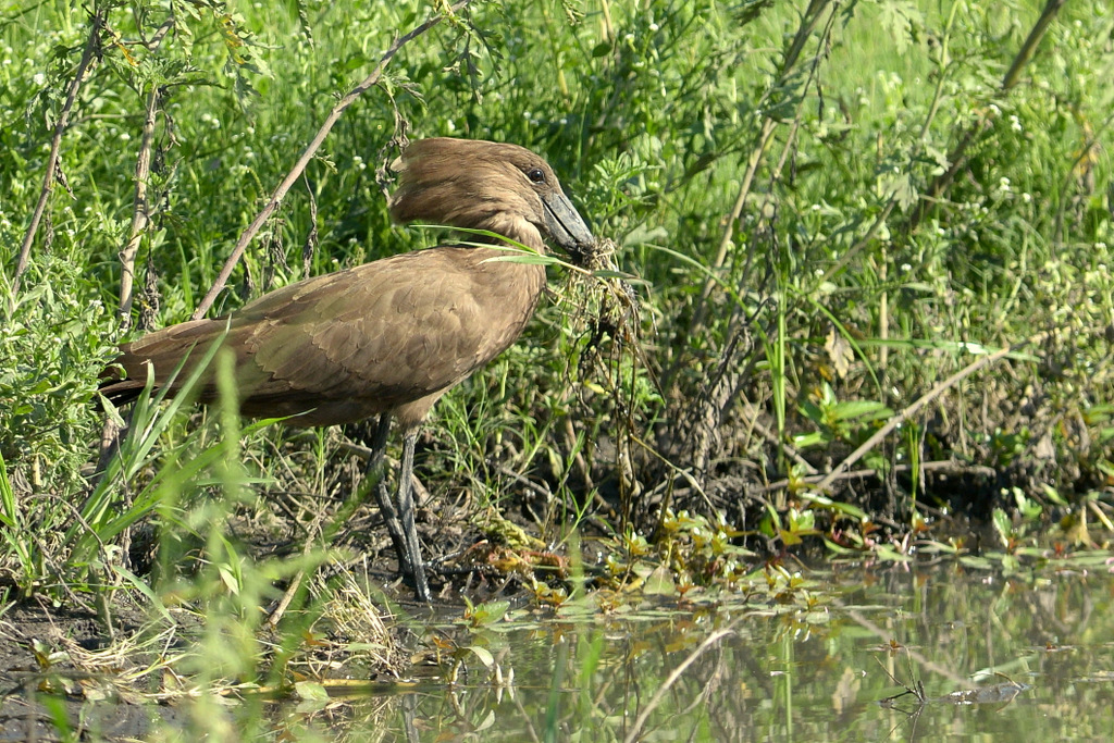 Ombrette/Hamerkop (1)