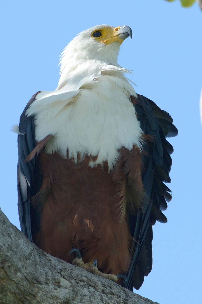 Aigle vocifère/African Fish Eagle (5)