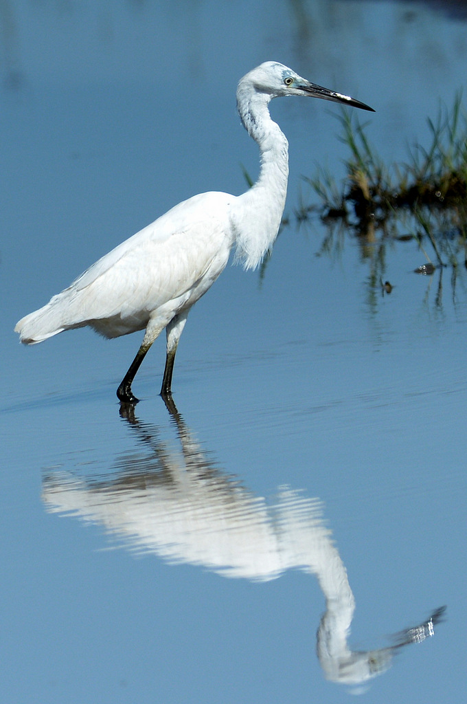 Aigrette garzette/Little Egret (2)