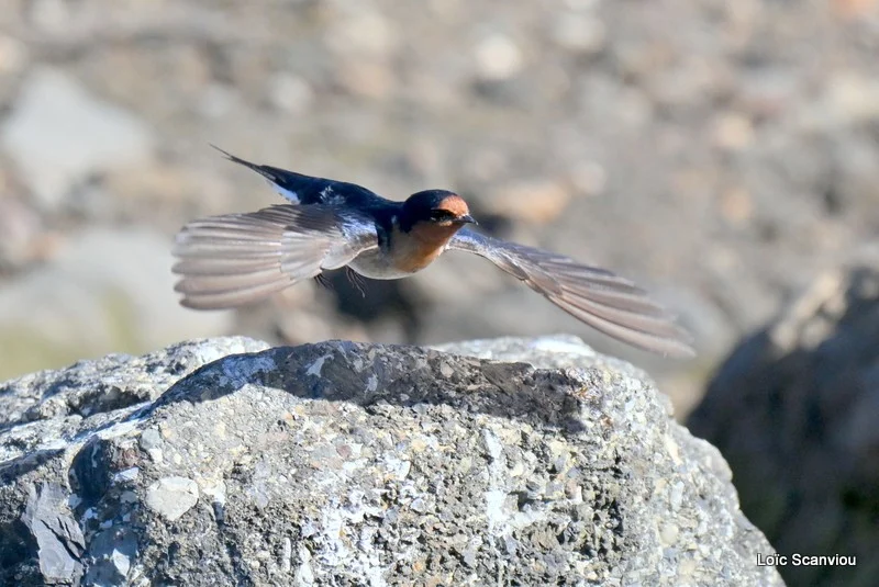 Hirondelle messagère/Welcome Swallow 