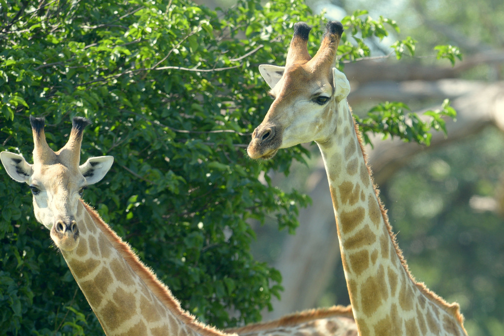 Girafe/Giraffe (1)