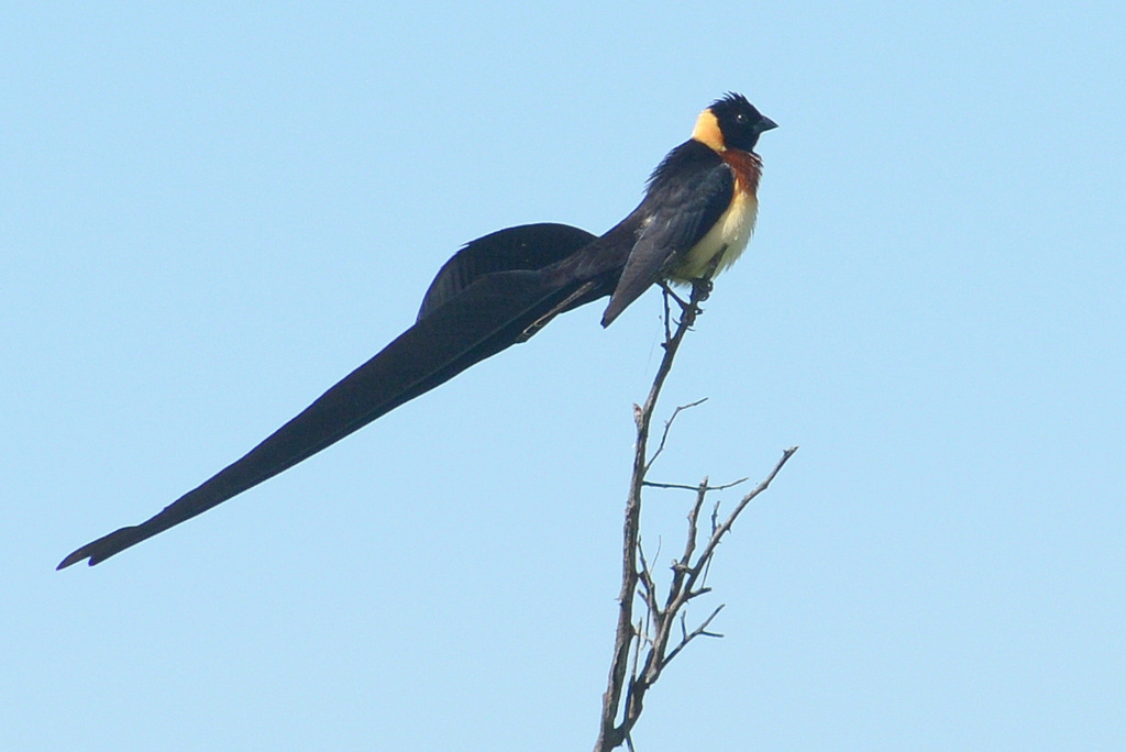 Veuve de paradis/Long-tailed Paradise Whydah (1)