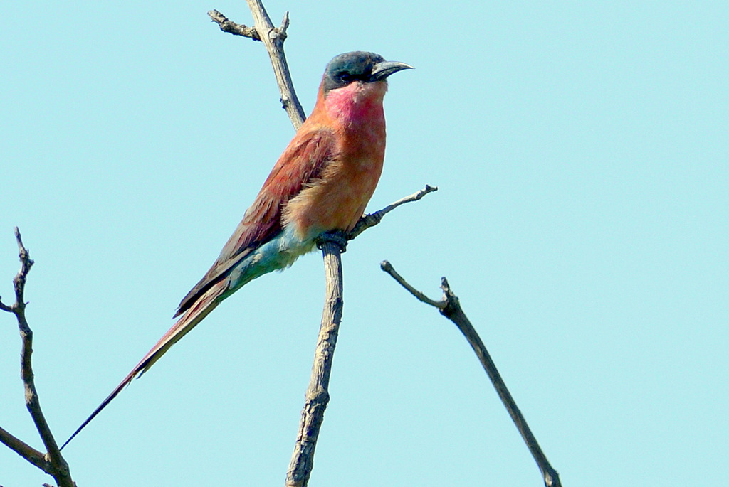 Guêpier carmin/Southern Carmine Bee-eater (1)