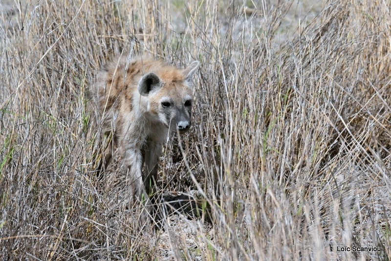 Hyène tachetée/Spotted Hyena (1)