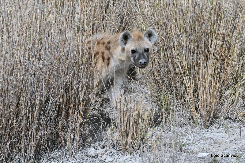Hyène tachetée/Spotted Hyena (2)