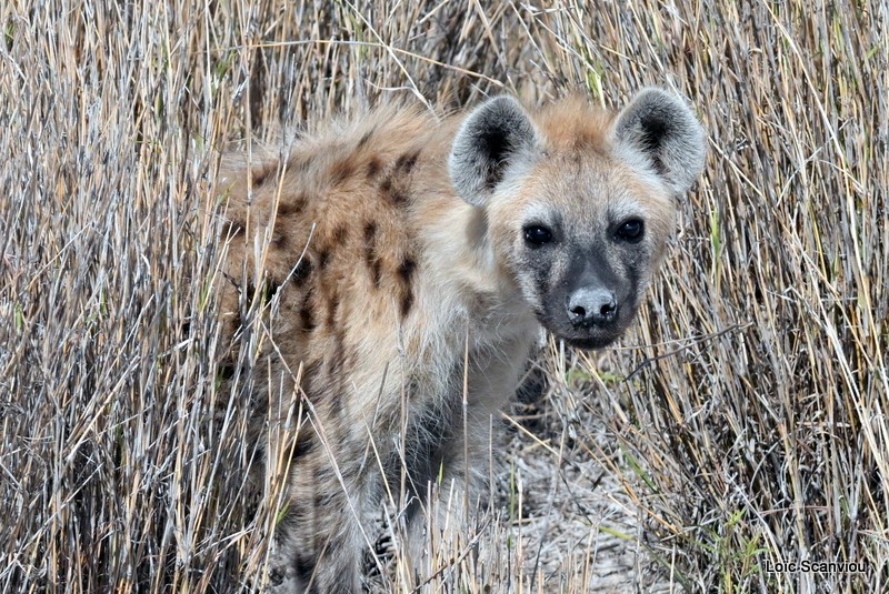 Hyène tachetée/Spotted Hyena (3)