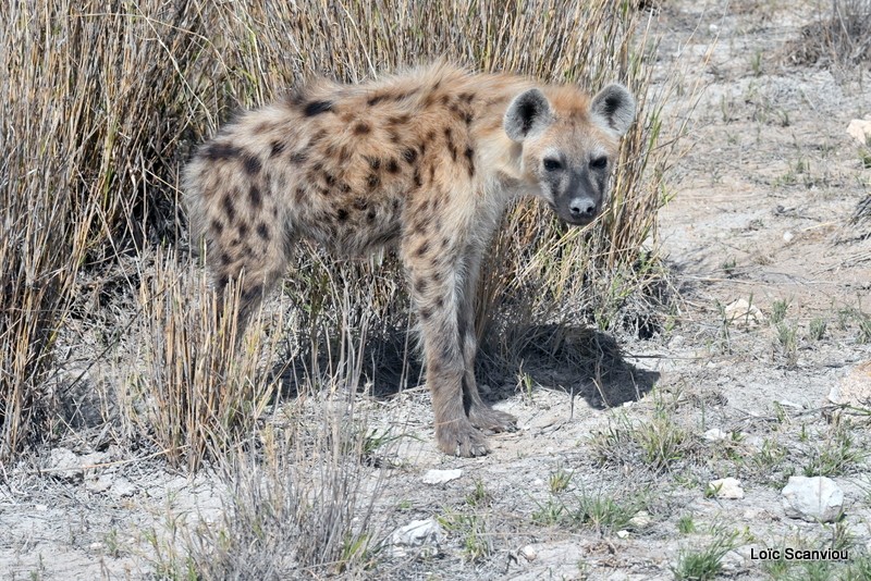 Hyène tachetée/Spotted Hyena (4)
