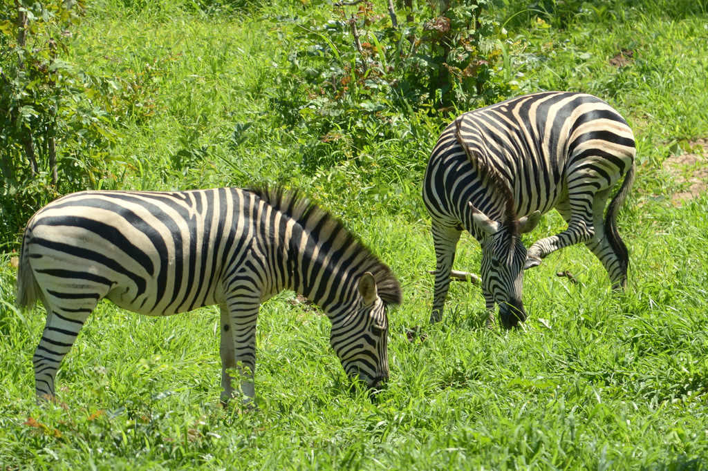 Zèbre/Zebra