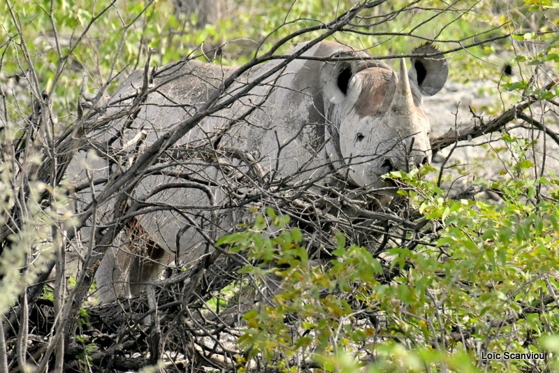 Rhinocéros noir/Black Rhinoceros (7)