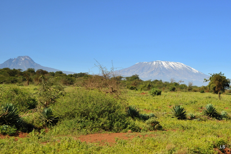 Kilimanjaro