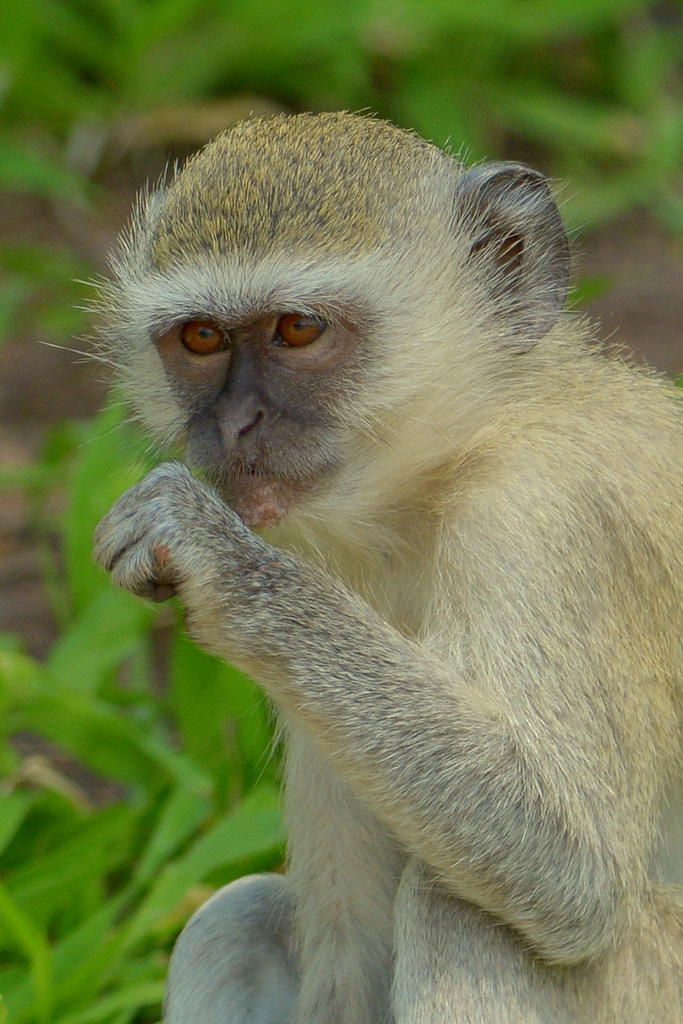Vervet/Vervet Monkey (1)