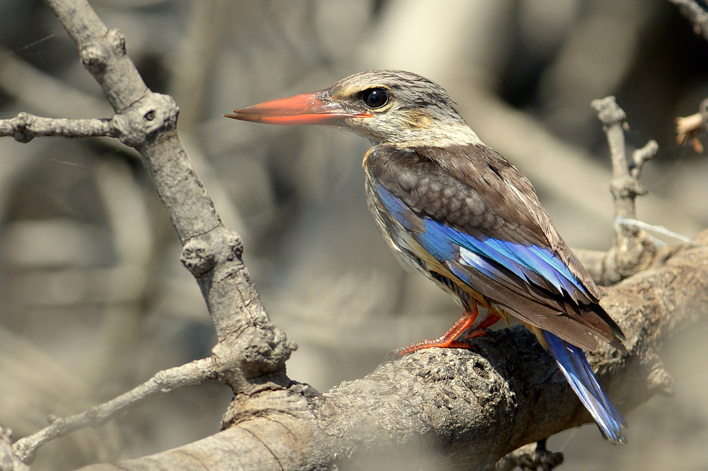 Martin-chasseur à tête brune/Brown-headed Kingfisher (1)