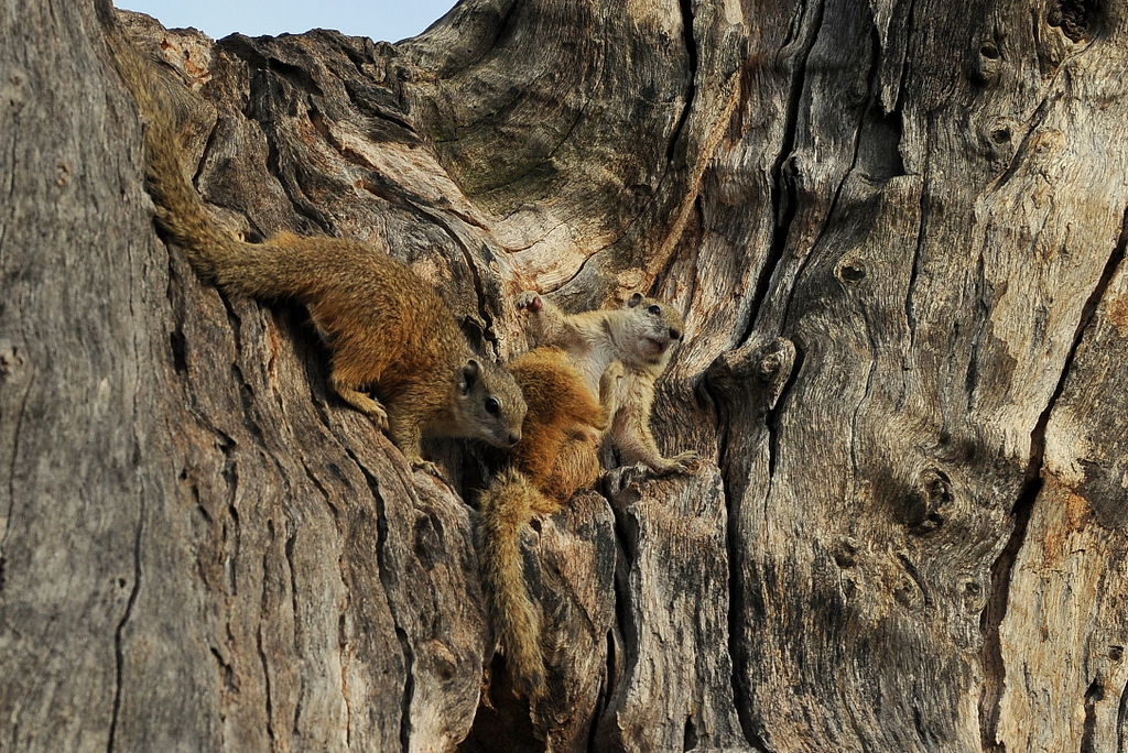 Ecureuil/Squirrel (1)