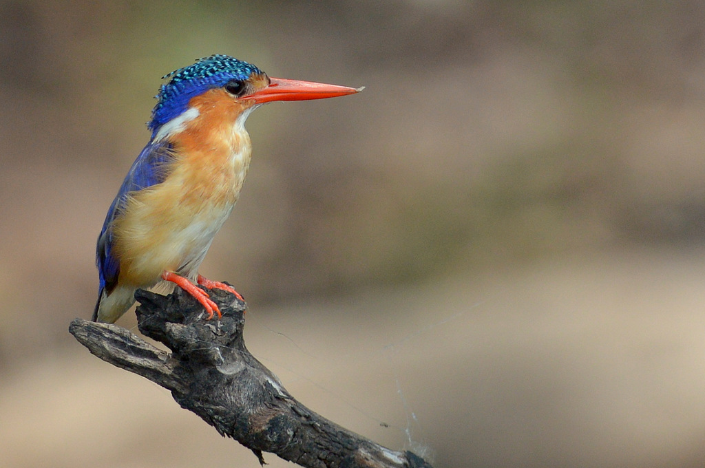 Martin-pêcheur huppé/Malachite Kingfisher (1)