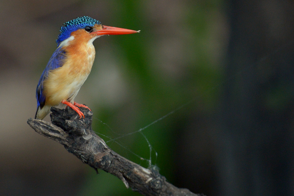 Martin-pêcheur huppé/Malachite Kingfisher (2)