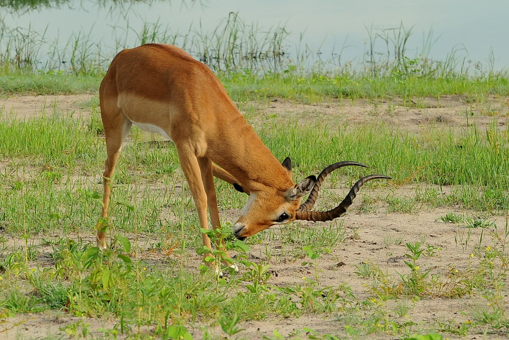 Impala (7)