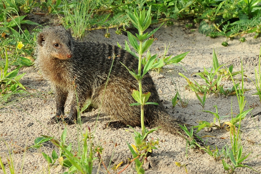 Mangouste/Mongoose (1)