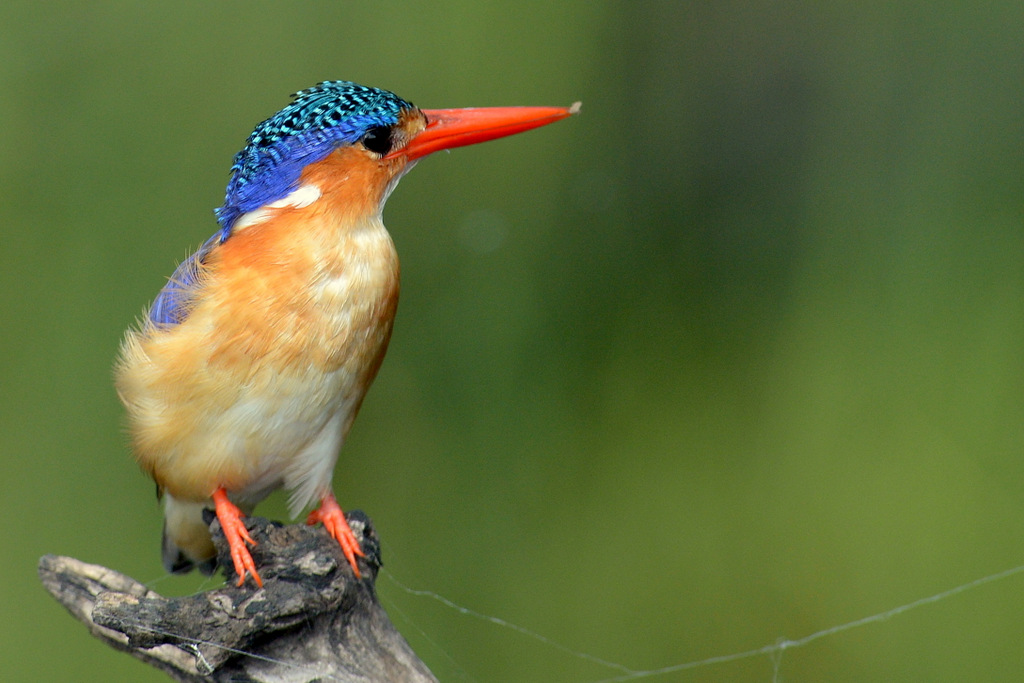 Martin-pêcheur huppé/Malachite Kingfisher (3)