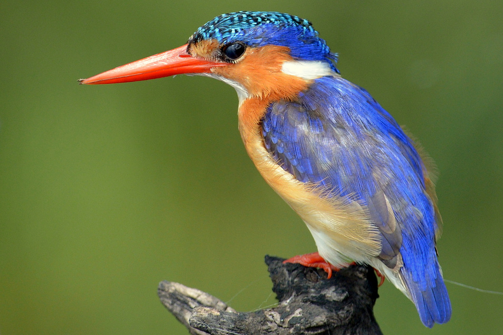 Martin-pêcheur huppé/Malachite Kingfisher (4)