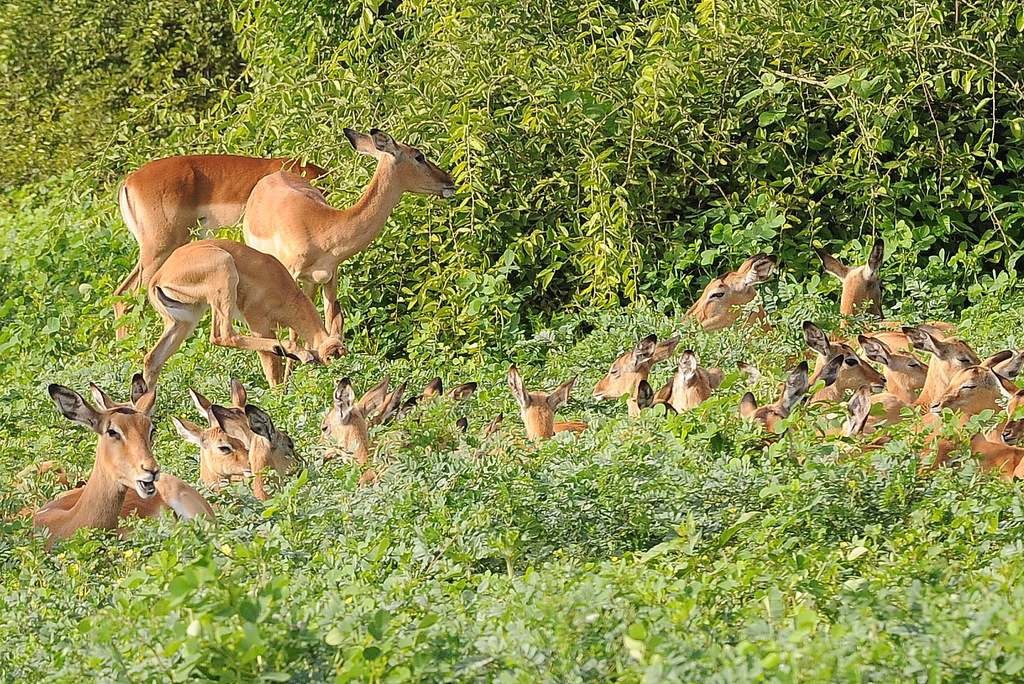 Impala (9)