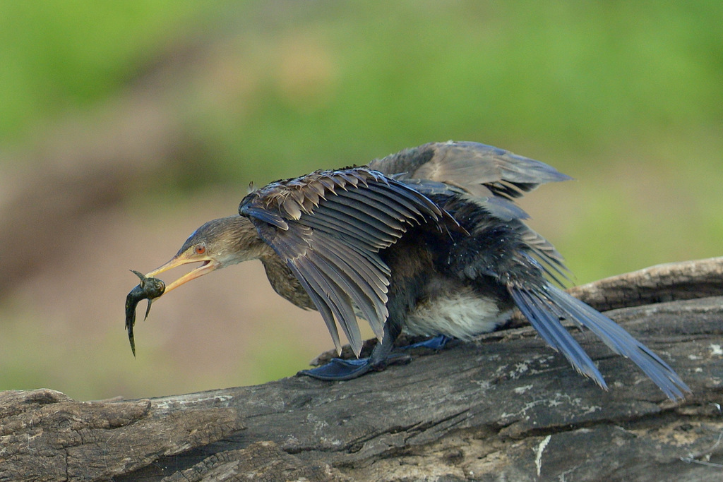 Cormoran/Cormorant (3)