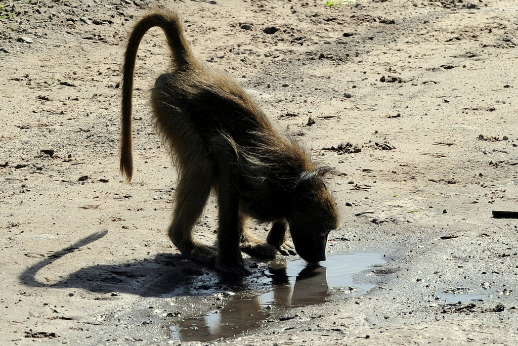 Babouin/Baboon (7)