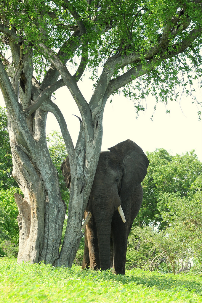 Eléphant (16)