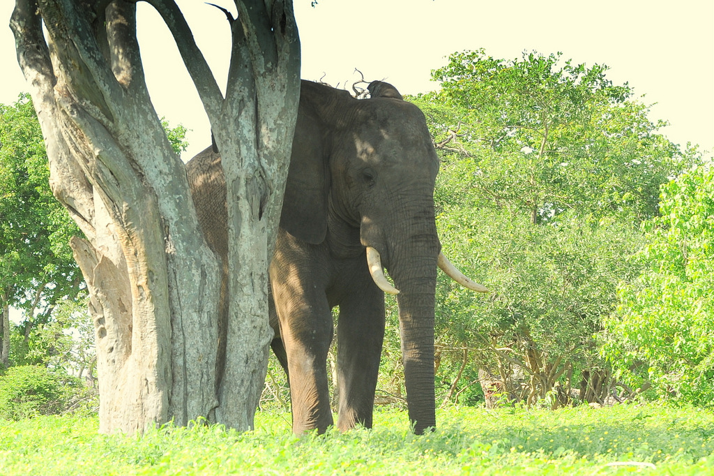 Eléphant (17)