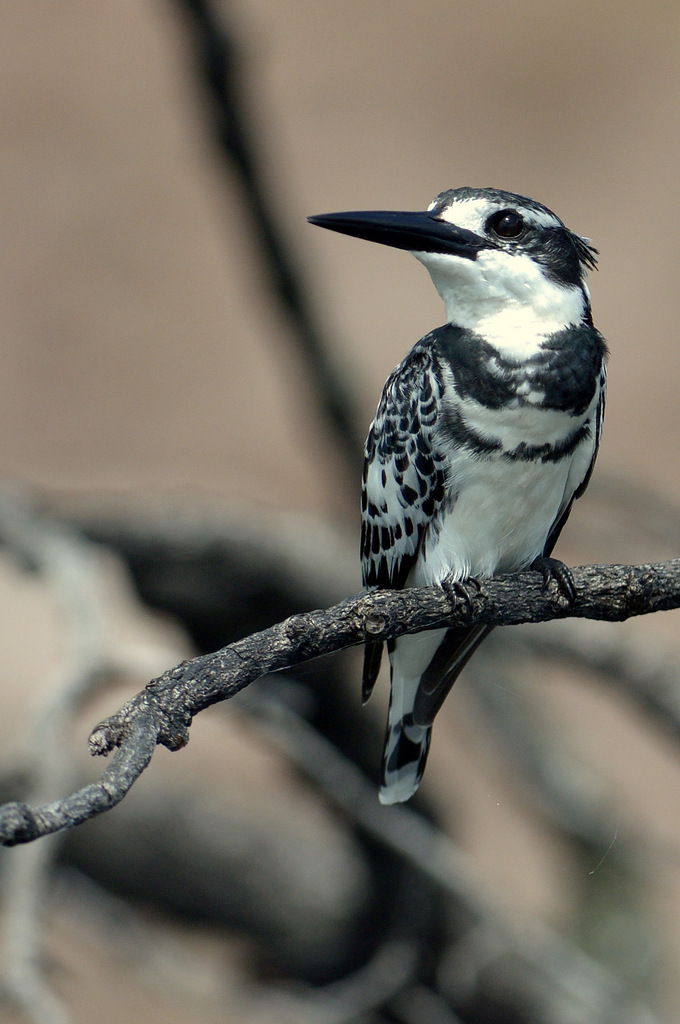 Martin-pêcheur pie/Pied Kingfisher (6)