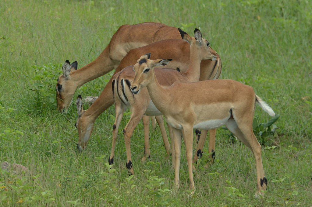 Impala (10)
