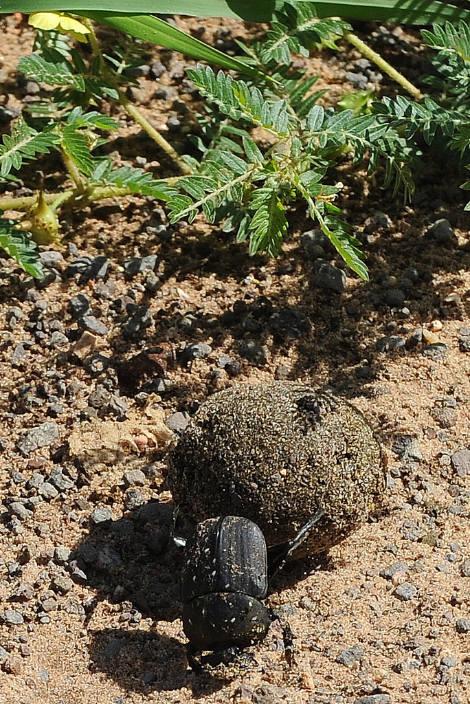 Bousier/Dung Beetle (1)