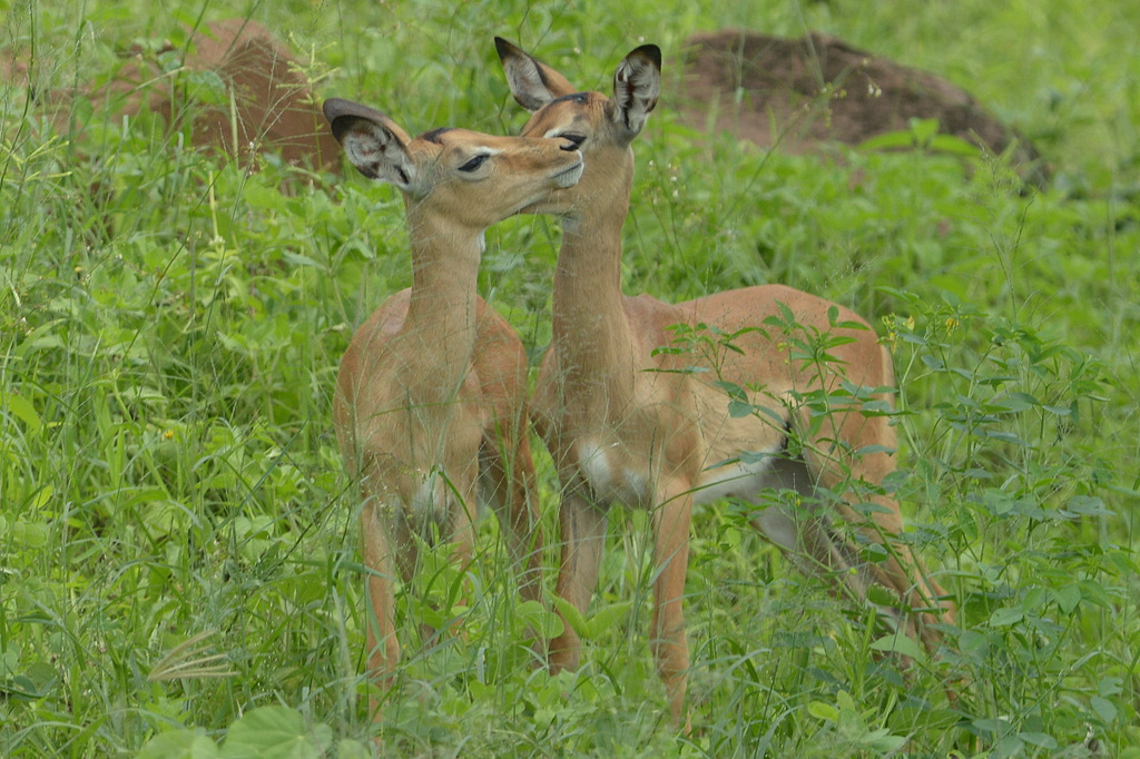 Impala (12)