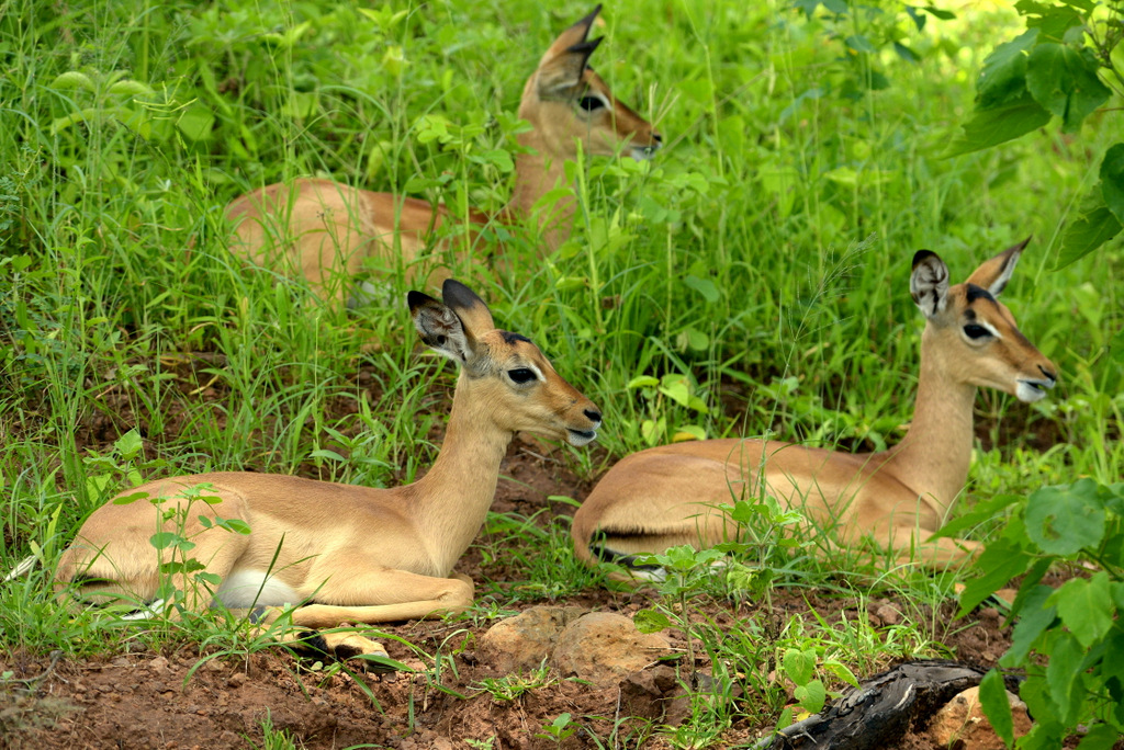 Impala (13)