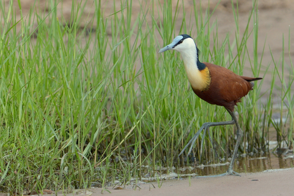 Jacana à poitrine dorée/African Jacana (3)