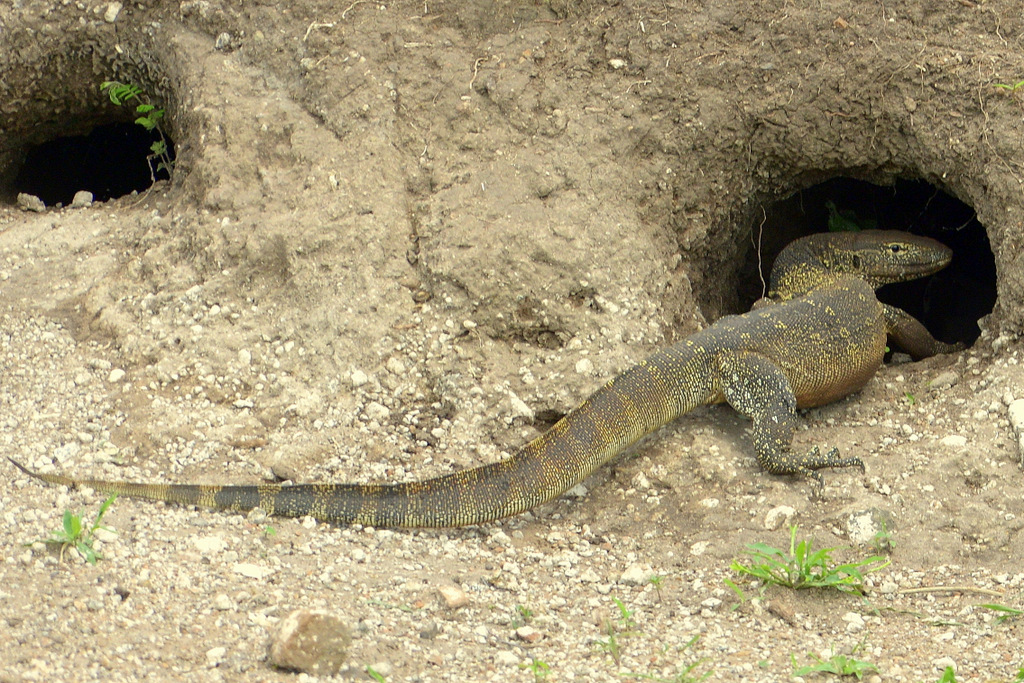 Varan du Nil/African monitor (2)