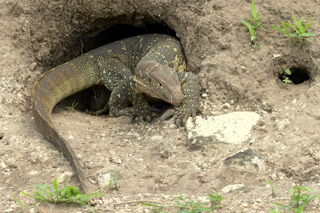Varan du Nil/African monitor (3)