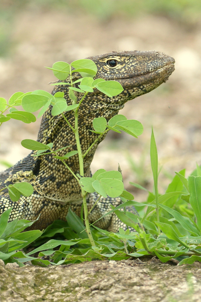 Varan du Nil/African monitor (4)