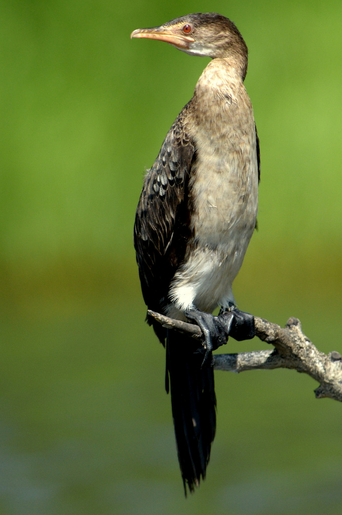 Cormoran africain/Reed Cormorant (1)