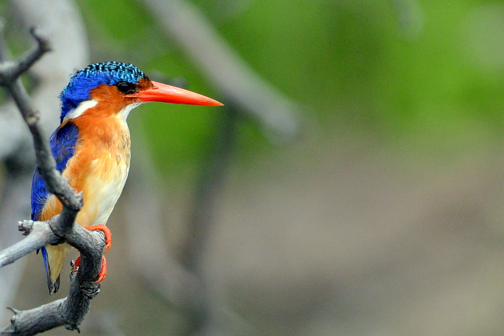 Martin-pêcheur huppé/Malachite Kingfisher (9)