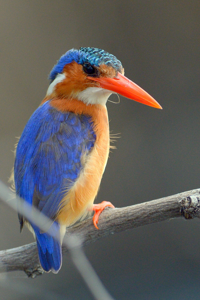 Martin-pêcheur huppé/Malachite Kingfisher (5)