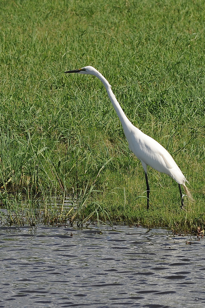 Aigrette/Egret (7)