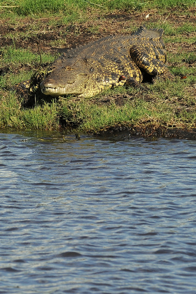 Crocodile (9)