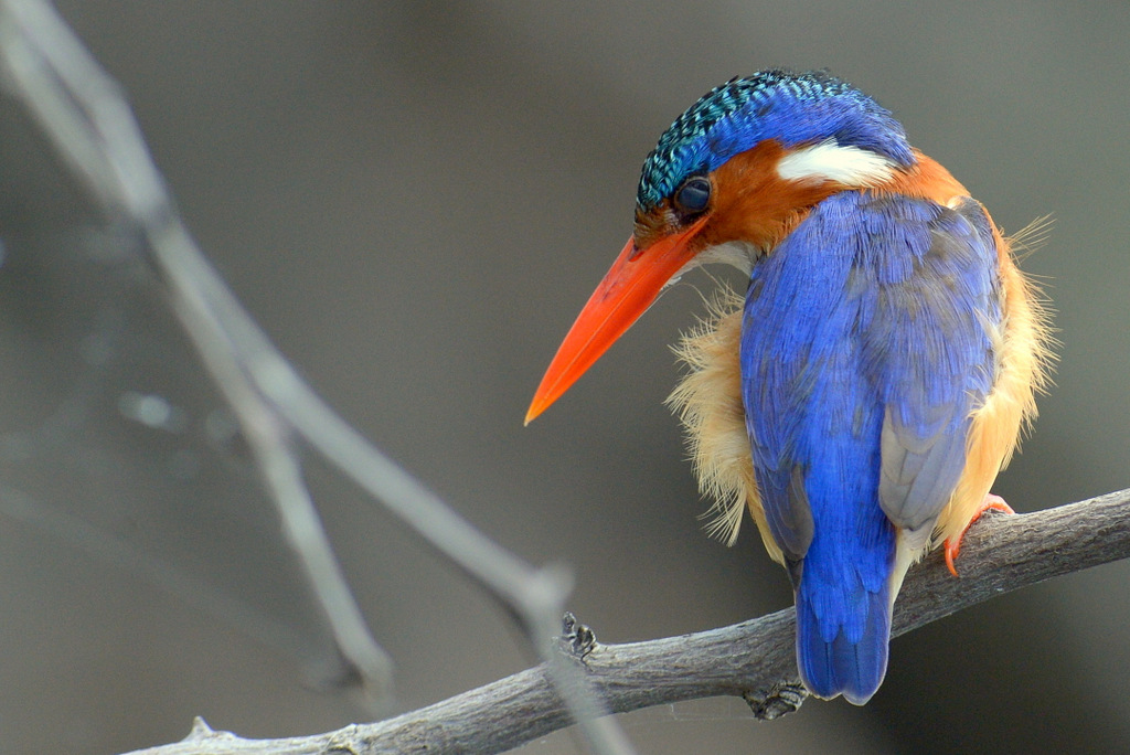 Martin-pêcheur huppé/Malachite Kingfisher (6)