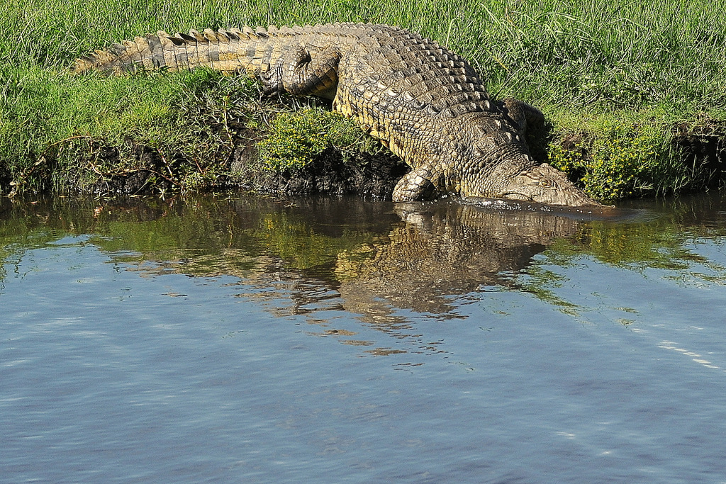 Crocodile (10)