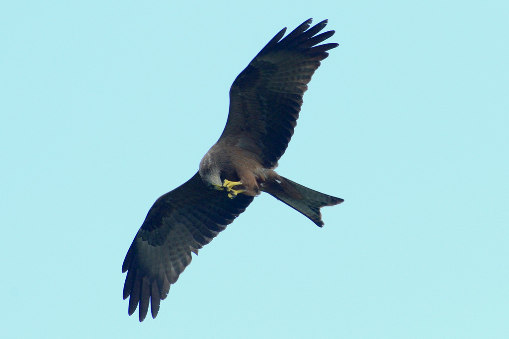 Milan à bec jaune/Yellow-billed Kite (4)