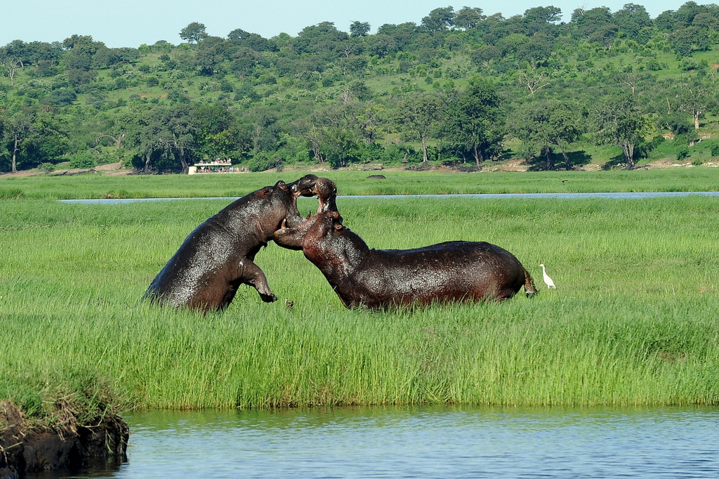 Combat d'hippos (11)