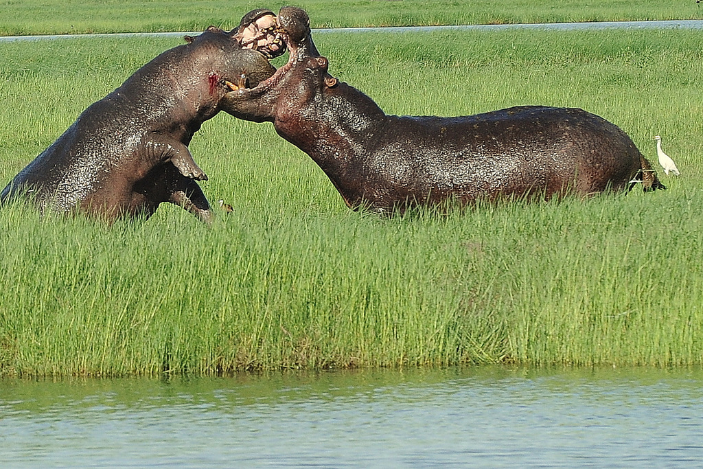 Combat d'hippos (12)